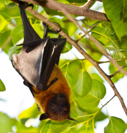 Flying fox