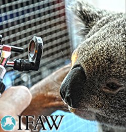 iFAW - Wildlife needs vets