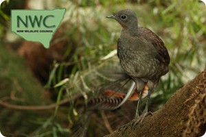 Lyrebird