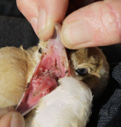 A colour-mutant magpie chick suffering a debilitating burden of throat worms. Photos by Andrew Ryan .