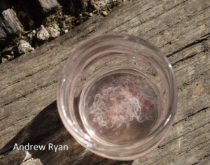 Throat worms taken from Magpie Chick