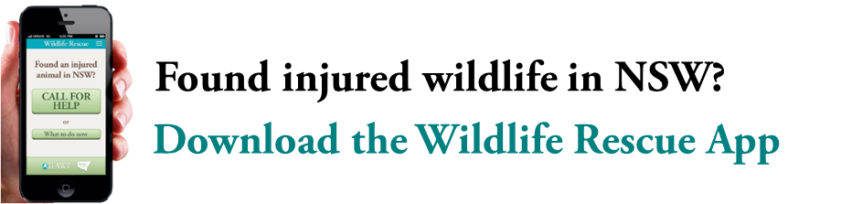 IFAW Wildlife Rescue App website